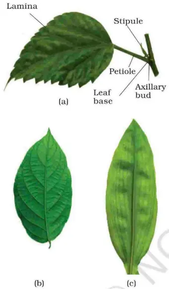 The Leaf – Food Factory