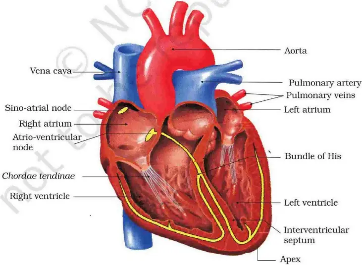 Detailed section of human heart showing chambers, valves, and the conducting system (SAN, AVN, Bundle of His).