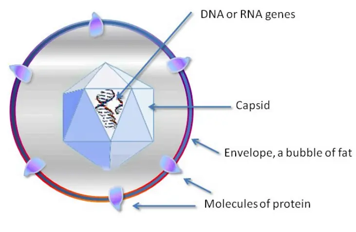 Virus structure