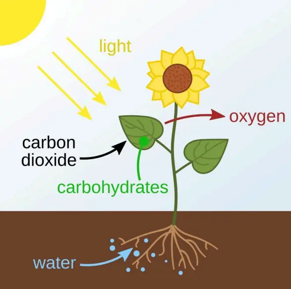 Photosynthesis – light + CO ₂ + water → carbohydrates + O ₂