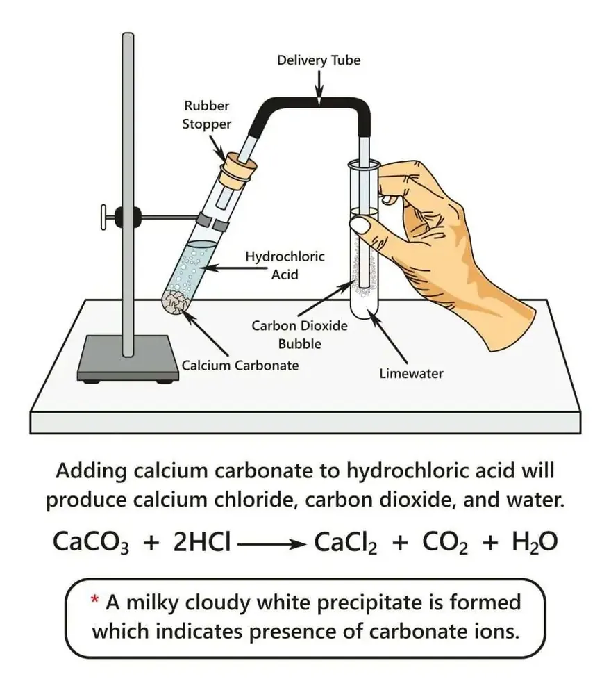 Acid + carbonate releasing CO2 (limewater test)