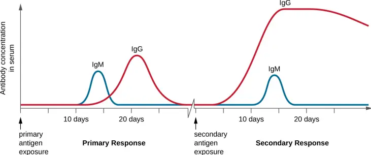 How vaccines trigger an immune response