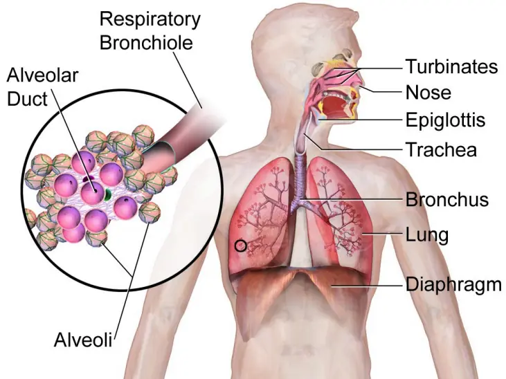 Human respiratory system (lungs & alveoli)