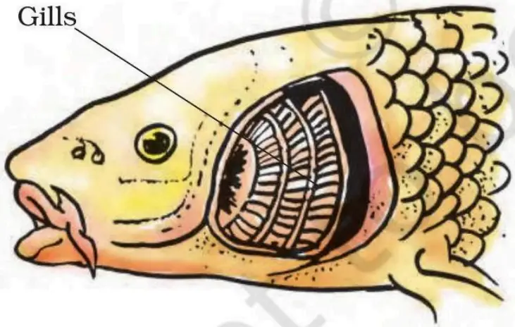 Gills – the breathing organs in a fish, used for branchial respiration in water.