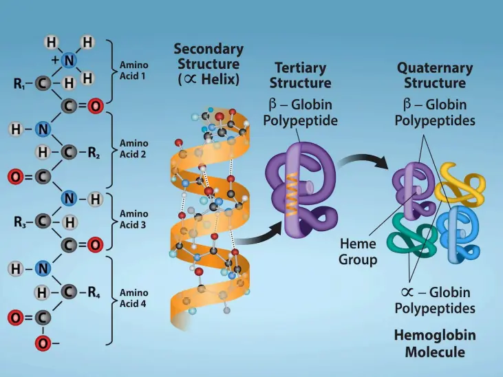 Four Levels of Protein Structure