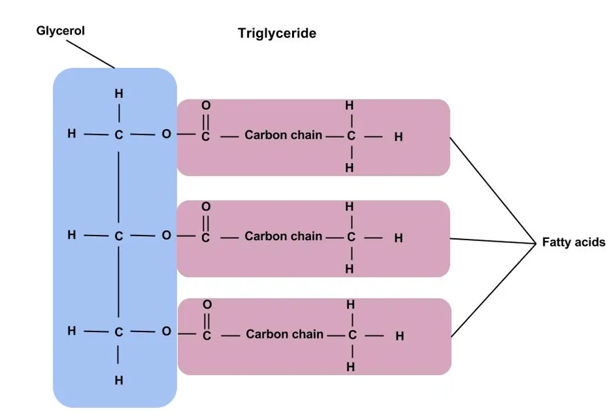 Lipids (Fats and Oils)