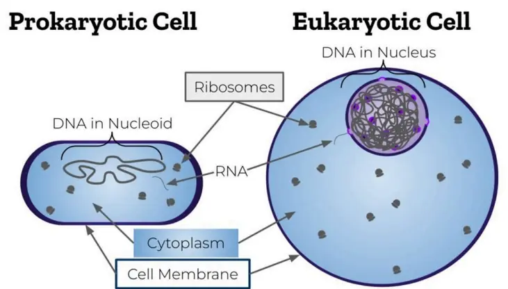 Prokaryotic vs eukaryotic cell compared