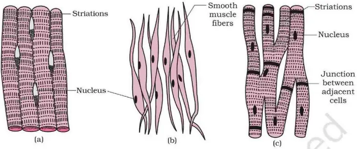Three Types of Muscle