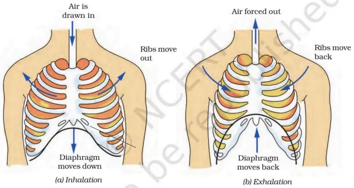 Mechanism of Breathing