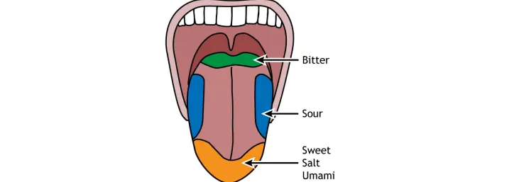 Tongue taste regions