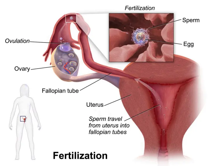 Site of human fertilisation