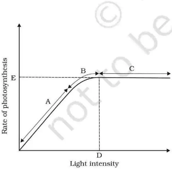 Factors Affecting Rate of Photosynthesis