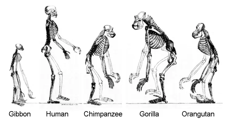 Apes and Human Relatives
