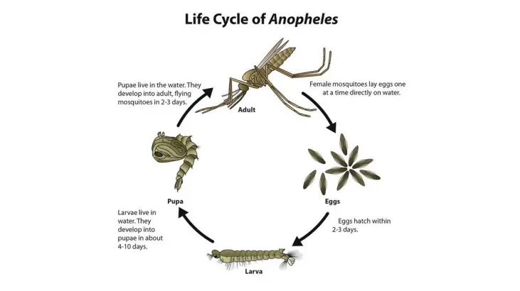 Mosquito-borne disease vector & life cycle