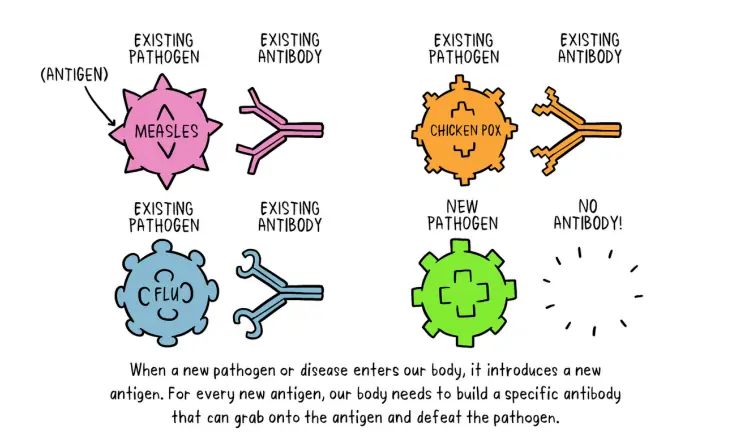 How Vaccines Work