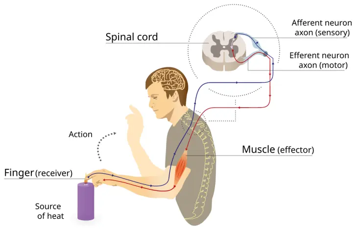 Reflex arc (sensory/motor neurons to CNS)