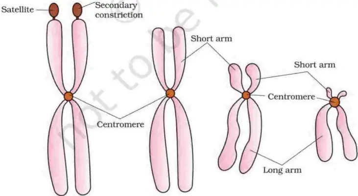 Chromosomes – Where Genes Live