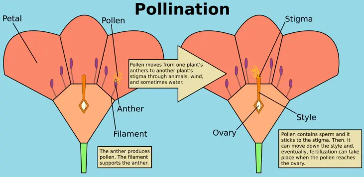 Pollination (anther to stigma)