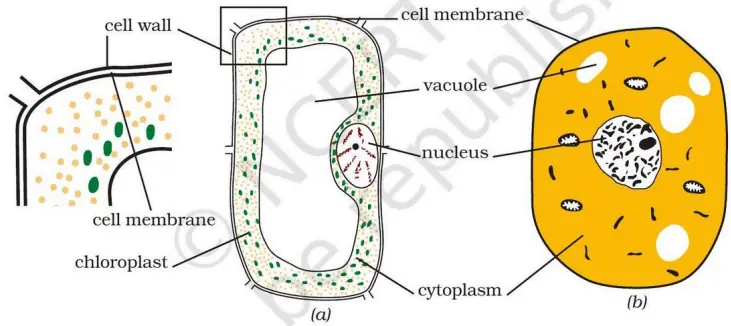 Simple comparison: (a) Plant cell and (b) Animal cell – the basic boundaries and parts
