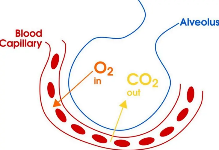 Exchange and Transport of Gases
