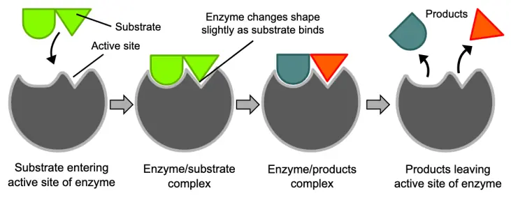 Enzymes – Helpers of Digestion