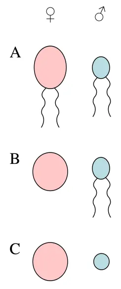 Types of Gametes & Patterns of Fusion