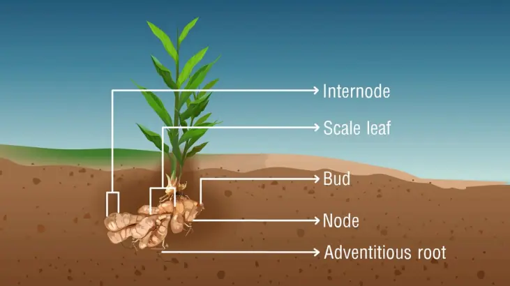 Underground stem modifications (ginger rhizome)
