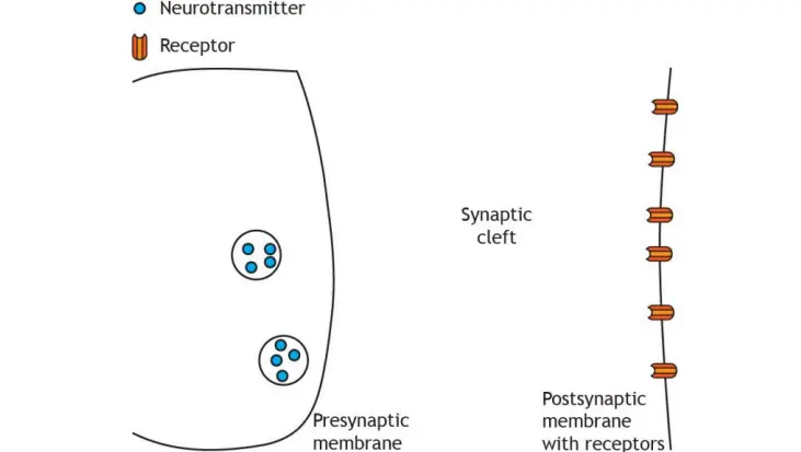 The Synapse