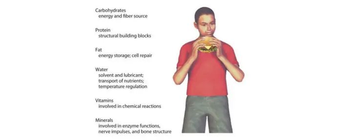Components of Food (Nutrients)
