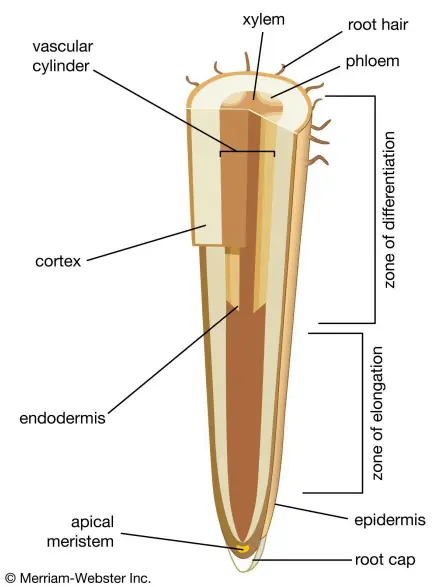 Meristematic Tissue – the Growth Zones