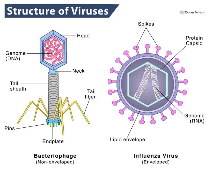 Viruses: Structure and Key Facts