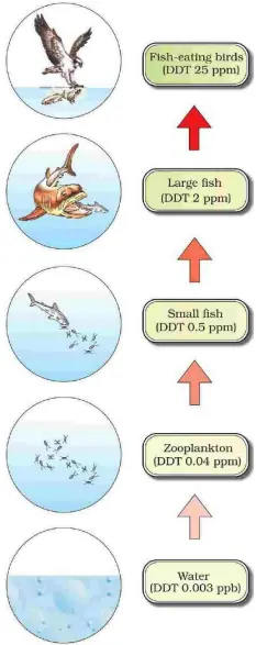Pollution, Bioaccumulation & Indicators