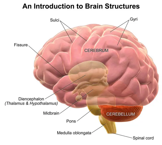 Human brain regions