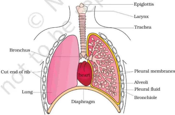 Human Respiratory System – Pathway of Air