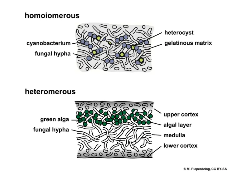 Lichen (algae-fungus symbiosis)