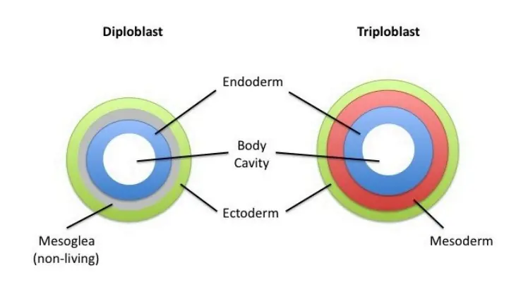 Germ Layers – Diploblastic vs Triploblastic