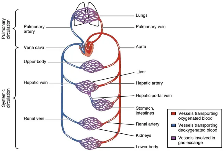 Human double circulation (pulmonary vein)