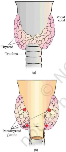 Position of the thyroid (around the trachea, joined by isthmus) and the four parathyroid glands on its back.