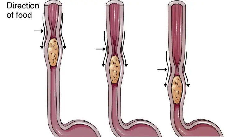 Oesophagus & Peristalsis