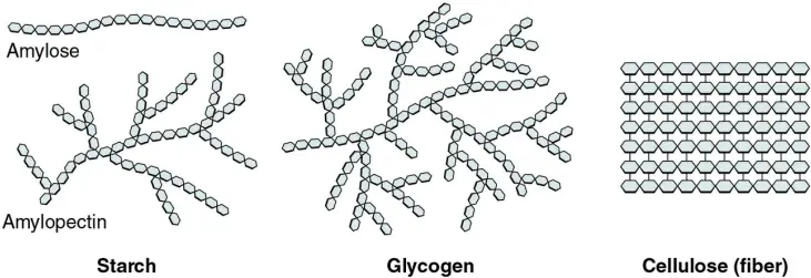 Carbohydrates & Polysaccharides