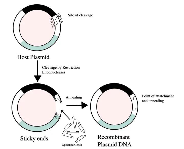 Bacterial plasmid as genetic engineering vector