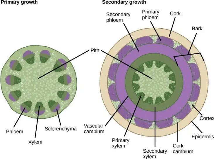 Lateral Meristem & Secondary Growth