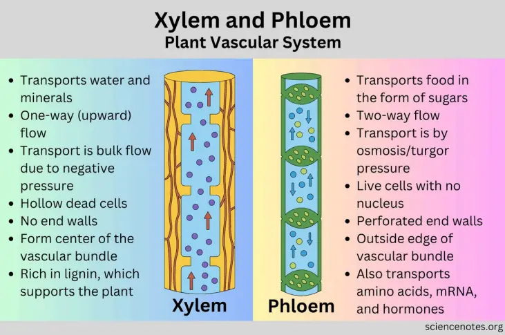 Xylem and phloem (vascular tissue)