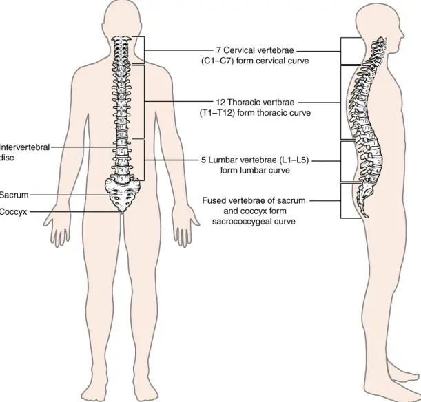 Vertebral Column (Backbone)