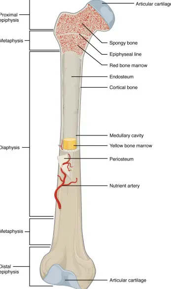 Bone with marrow (site of lymphocyte formation)