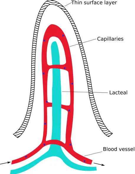 Small Intestine – Final Digestion & Absorption