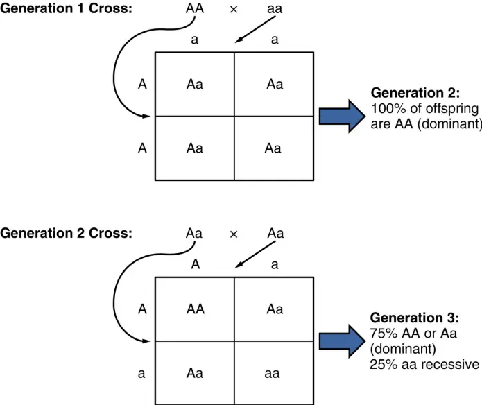 Mendel's Monohybrid Cross