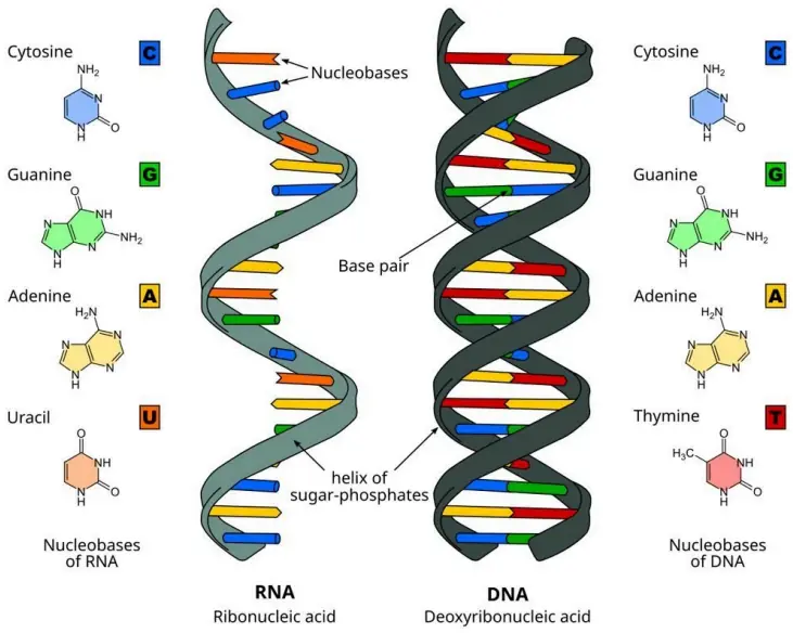 Nitrogen Bases & Base Pairing