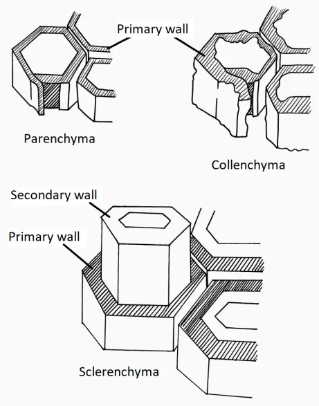 Simple Tissues – Parenchyma, Collenchyma, Sclerenchyma