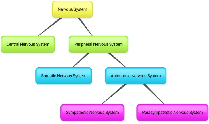 Organisation of the Nervous System